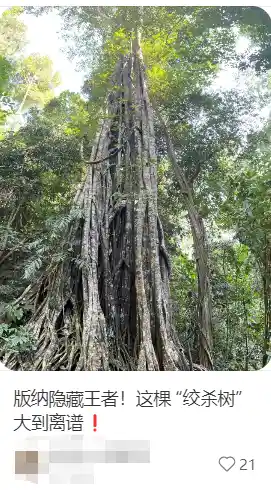 树暗藏杀机：南方常见树木背后的惊悚谜团