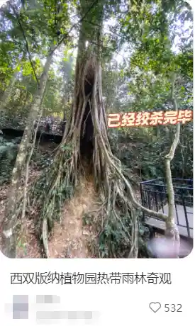 树暗藏杀机:南方常见树木背后的惊悚谜团