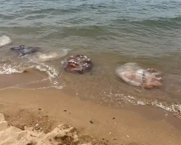 酒后骑摩托撞海蜇滑倒身亡 法院认定四方担责