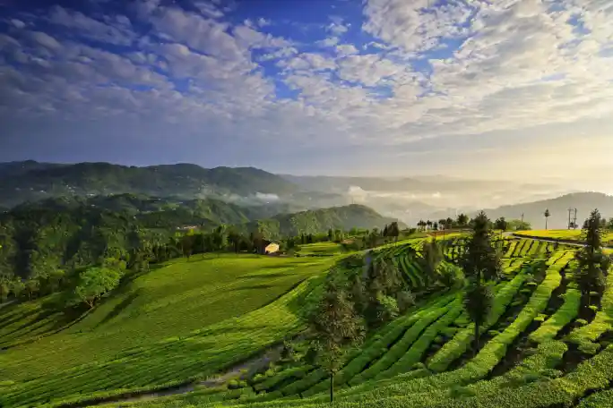 云上五峰，茶香四溢——五峰土家族自治县惊艳亮相《300秒看家乡》