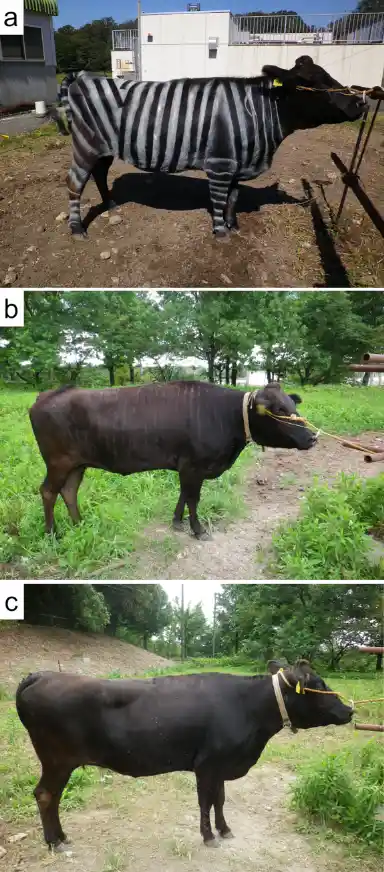 给母乳加蒜香？给牛刷斑马线！2025搞笑诺贝尔奖荒诞又惊艳