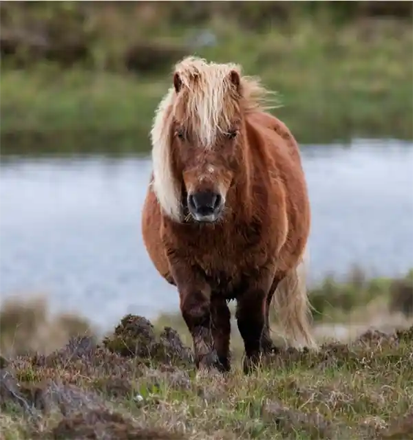 5匹矮种马离奇失踪，农场直指白尾海雕，鹰巢疑云待解