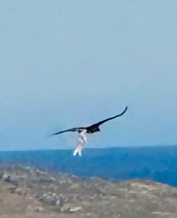 5匹矮种马离奇失踪，农场直指白尾海雕，鹰巢疑云待解