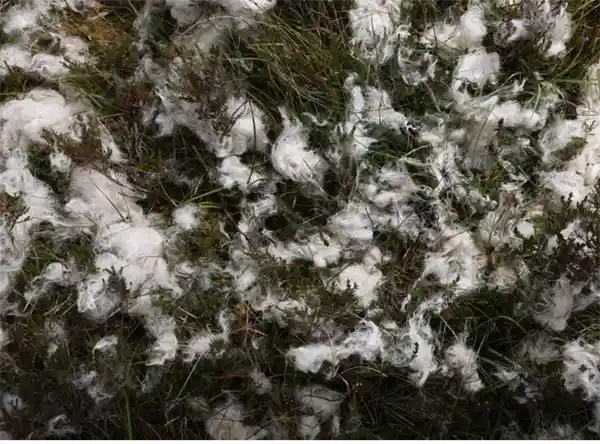 5匹矮种马离奇失踪，农场直指白尾海雕，鹰巢疑云待解