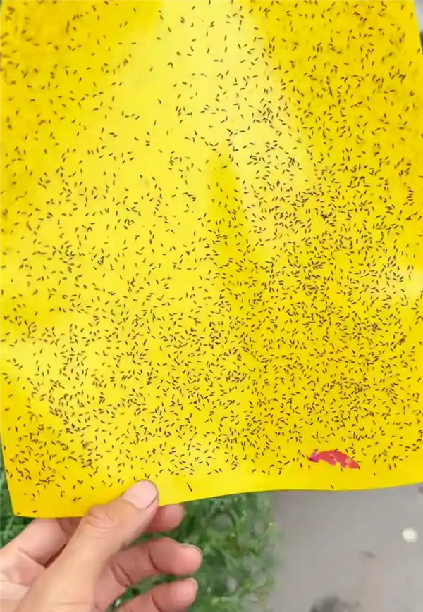 警惕隐形吸虫色！春夏蓟马暴发期，这三款衣服正悄悄把你变成活体培养皿