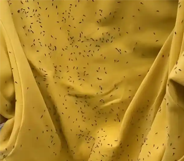 警惕隐形吸虫色！春夏蓟马暴发期，这三款衣服正悄悄把你变成活体培养皿