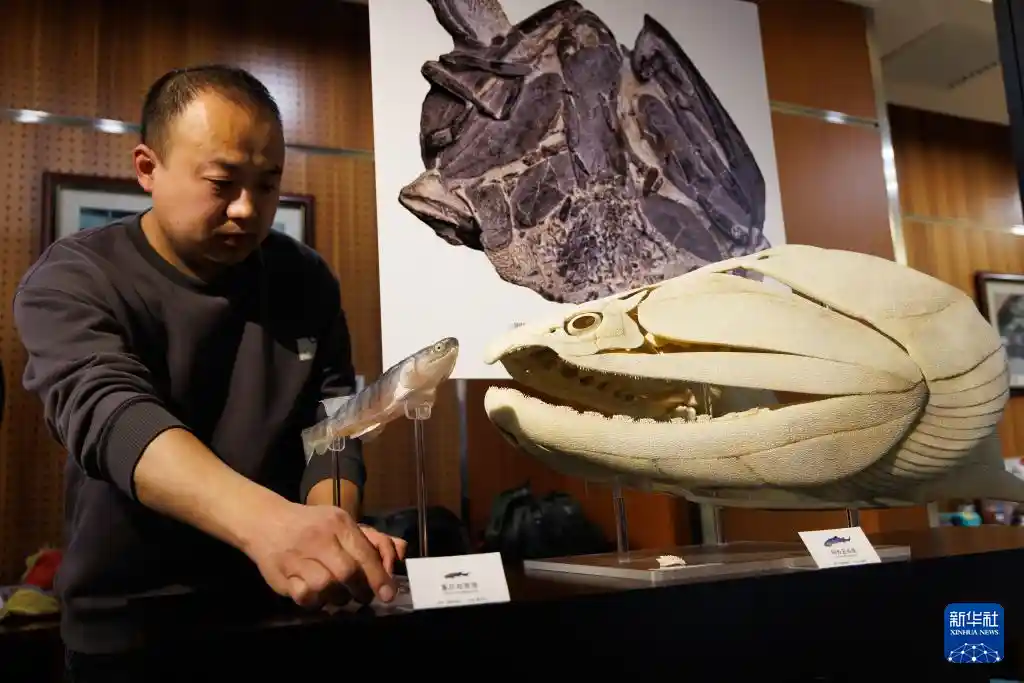 鱼跃龙门实锤！中国科学家 unearth 4.3亿年前活化石，改写脊椎动物登陆史