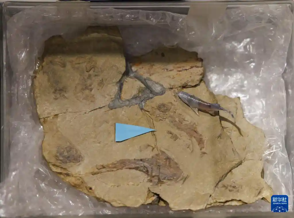 鱼跃龙门实锤！中国科学家 unearth 4.3亿年前活化石，改写脊椎动物登陆史
