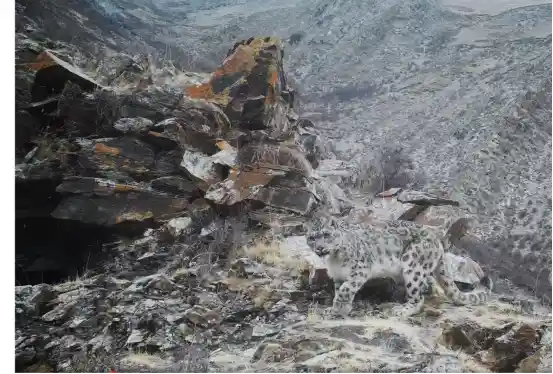 我国重点保护物种保护率超80%，野生动植物守护成效显著