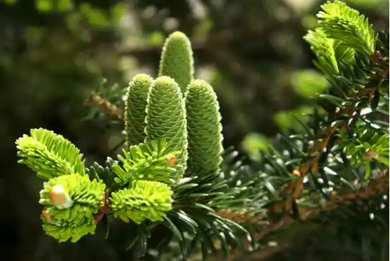 我国重点保护物种保护率超80%，野生动植物守护成效显著