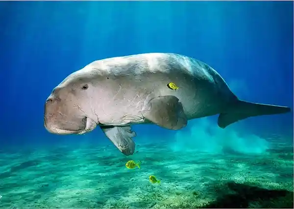 泰海岸惊现斩首美人鱼尸体，悬赏5万泰铢追凶