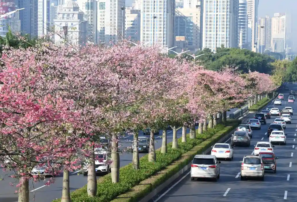 四季如春，这座城人间四月天全年绽放