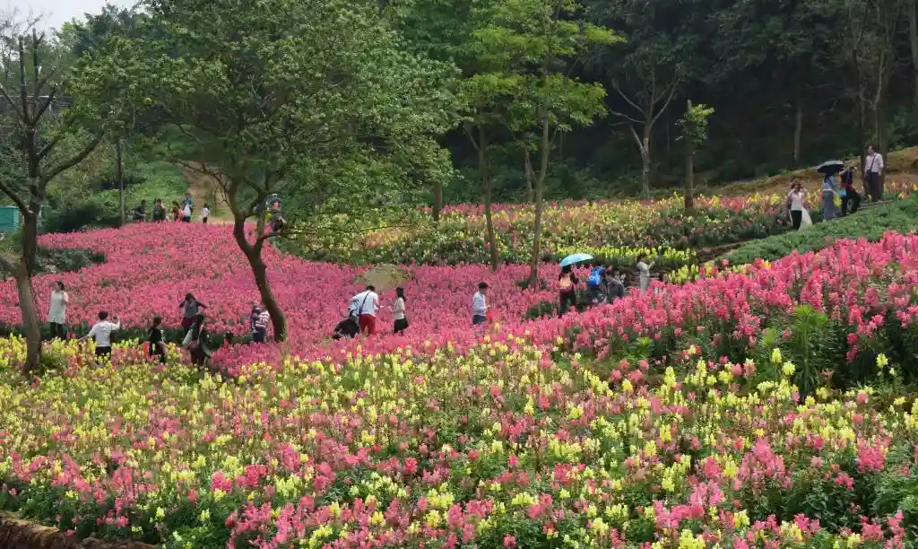 四季如春，这座城人间四月天全年绽放