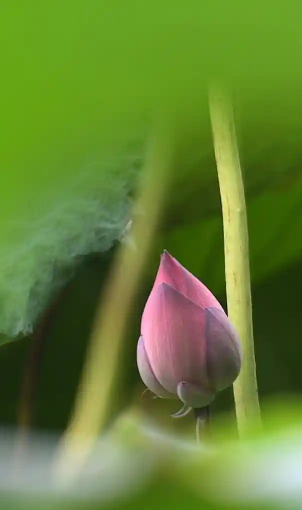 四季如春，这座城人间四月天全年绽放