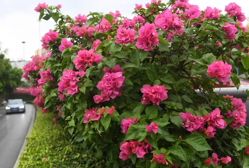 四季如春，这座城人间四月天全年绽放