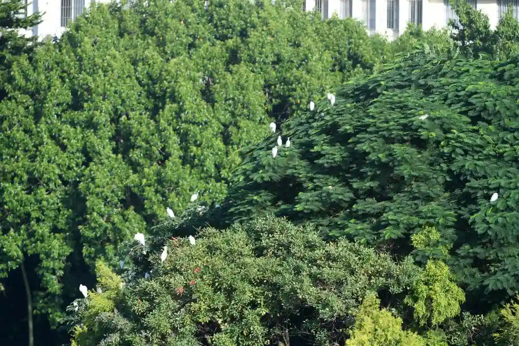 四季如春，这座城人间四月天全年绽放