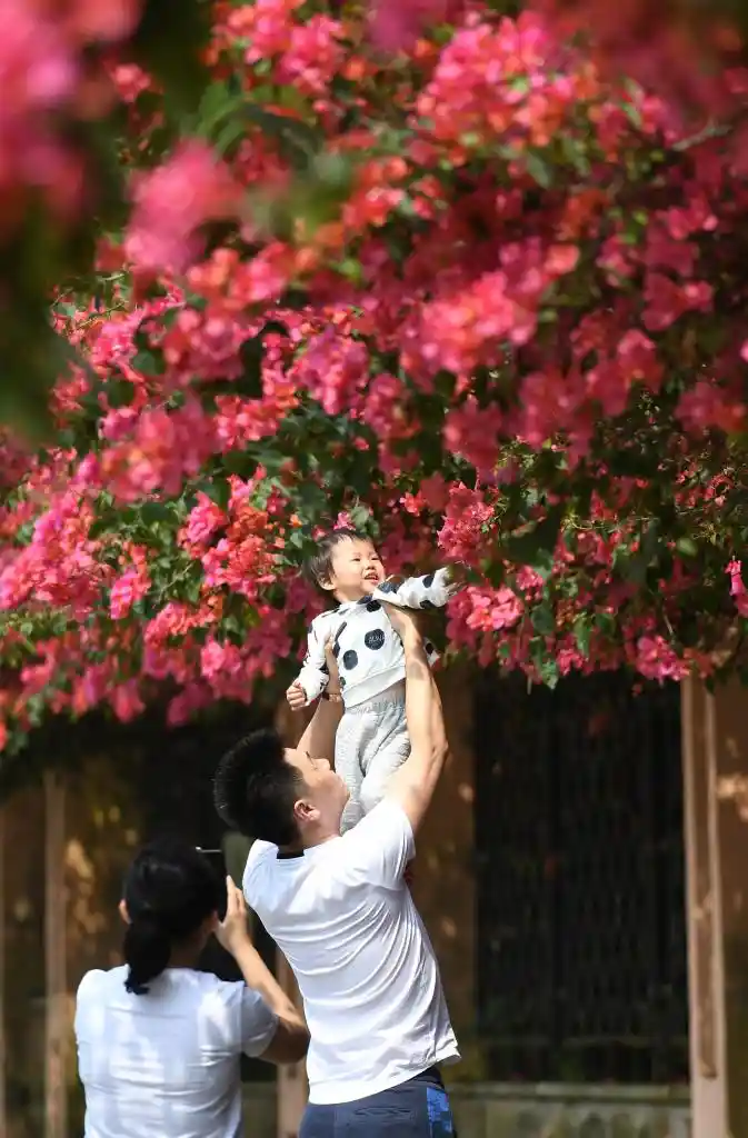 四季如春，这座城人间四月天全年绽放