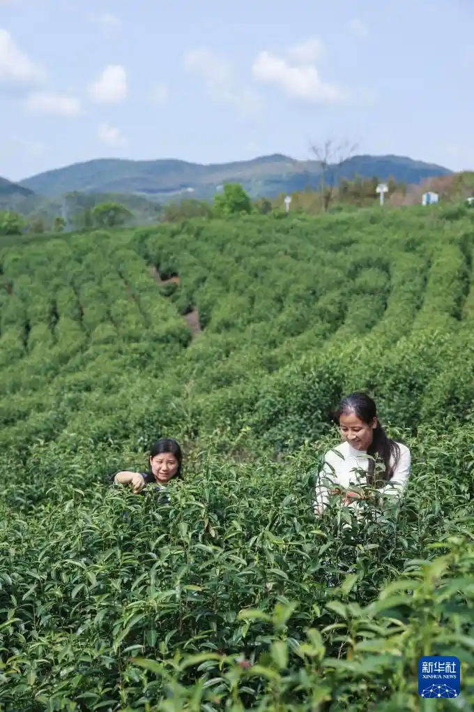 春风十里·筝动乡村文旅新名片引爆春日热潮