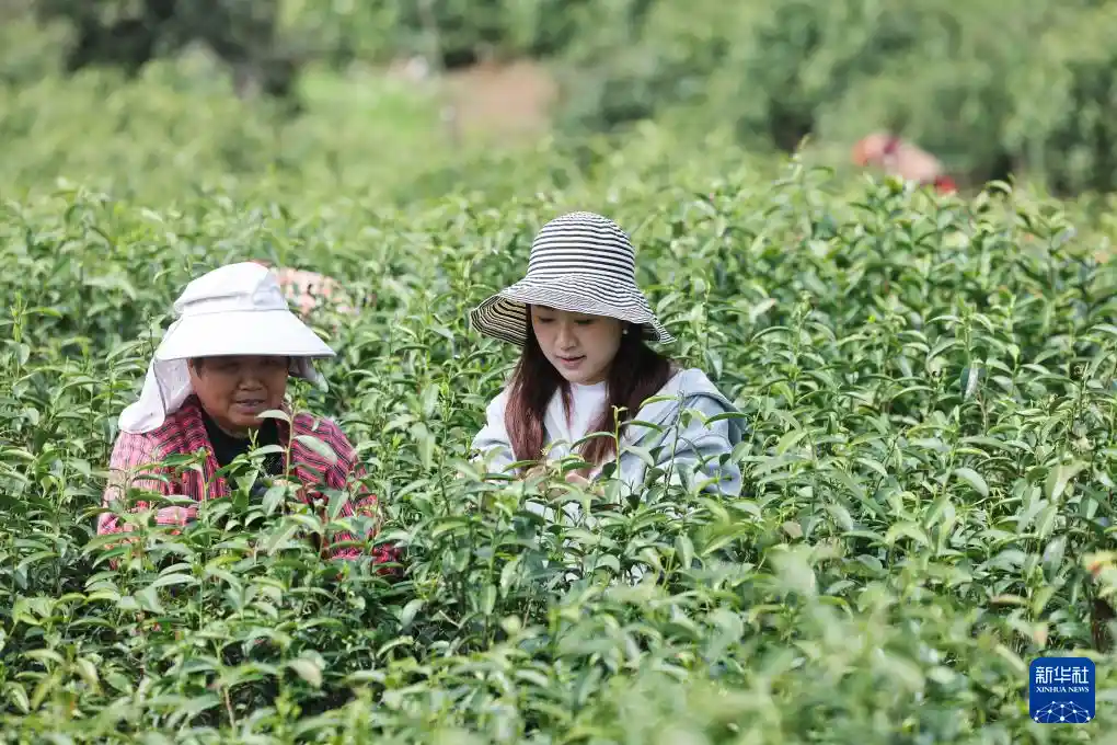 春风十里·筝动乡村文旅新名片引爆春日热潮
