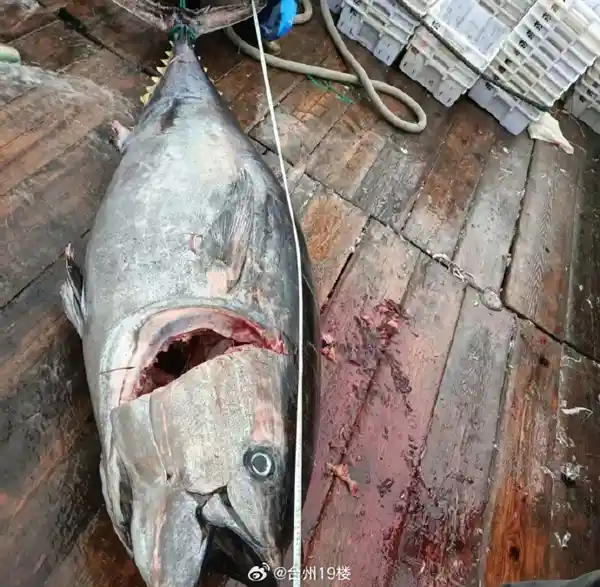 奉化海域惊现海洋巨兽！渔民一网捞起罕见巨型金枪鱼，体长超3米、重达800斤，市值破10万元引全城轰动