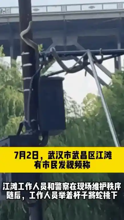 洪水中遭遇蛇类,这4招能救命!